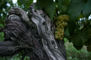 Old vine Chardonnay